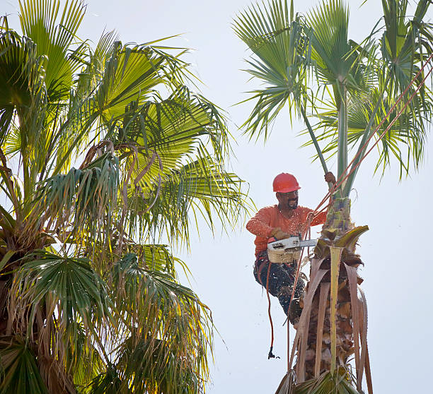 Washington, WV Tree Services Company