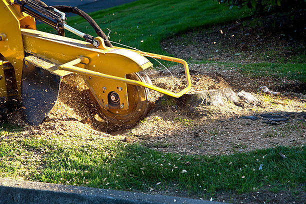 Best Weed Control  in Washington, WV
